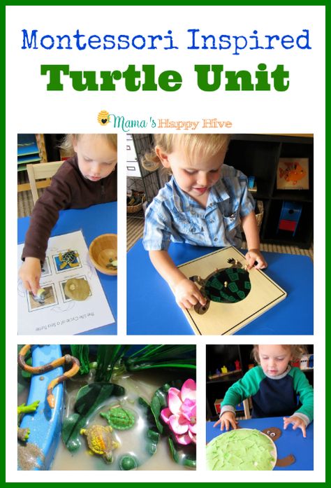 Little Bee loves animals of all shapes and sizes. Every month, I present a new animal as part of our Montessori zoology curriculum. We have studied insects (bees), frogs, and snakes. In the next three months, we plan to study about penguins, birds, and fish. For this month, please enjoy our Montessori Inspired Turtle Unit! … Turtle Unit Study, Turtle Kindergarten Activities, Turtle Activities For Toddlers, Turtle Preschool, Reptile Unit Study, Reptiles Preschool, Montessori Zoology, Turtle Life Cycle, Turtle Activities