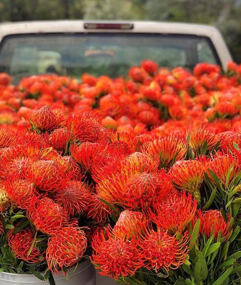 Diana Roy (@resendizbrothers) • Instagram photos and videos Protea Pincushion, Protea Arrangements, Pincushion Flower, Bed Of Flowers, King Protea, Rose Parade, Fragrant Garden, Field Flowers, Holiday Arrangement