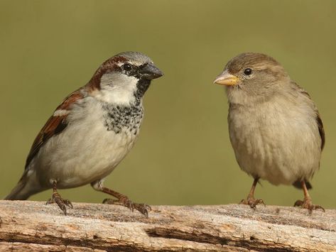 Female House Sparrows (Identification Guide: Male vs… | Birdfact Female House Sparrow, Texas Birds, Sparrow Nest, Male Vs Female, American Robin, House Sparrow, Sparrows, Male And Female, Bird Watching