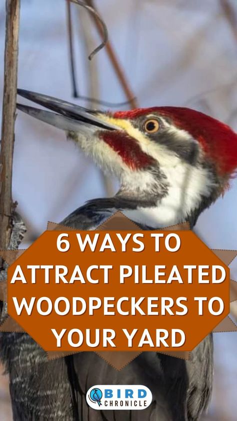 Pileated woodpeckers are easily recognized through the red crest on their heads. Want to attract pileated woodpeckers to your yard? Our guide details six ways to do so. Woodpecker Feeder, Feeding Birds In Winter, Backyard Birds Watching, Backyard Birds Sanctuary, Backyard Birds Feeders, Bird Feeder Plans, Homemade Bird Houses, Diy Bird Feeder, Woodpeckers