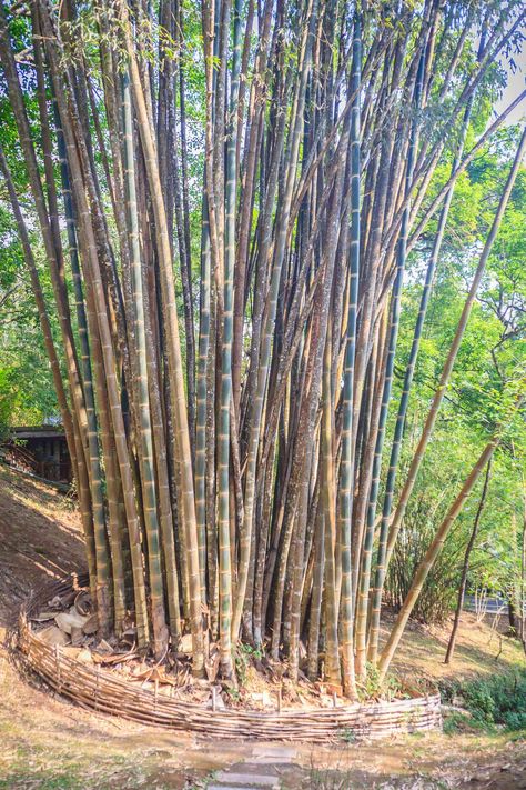 Phyllostachys Nigra, Giant Bamboo, Bamboo Species, Clumping Bamboo, Golden Bamboo, Privacy Hedge, Garden Privacy, Erosion Control, Bamboo Garden