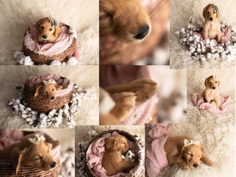 Newborn Puppy Photoshoot Ideas Diy, Puppy Pictures For Selling, Newborn Puppy Photoshoot Ideas, Puppy Litter Photoshoot Ideas, New Puppy Photoshoot, Puppy Photoshoot Ideas, Dog Kennel Roof, Pet Photography Props, Whelping Puppies