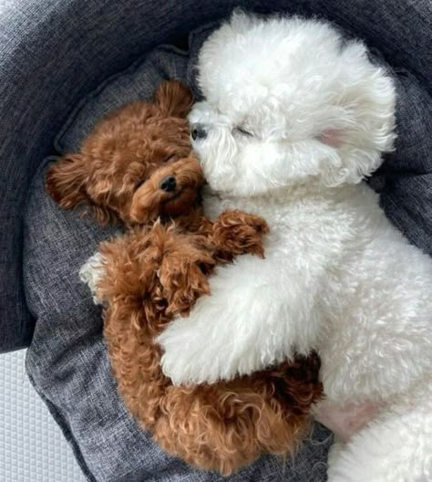 Cute Fluffy Dogs, Cute Small Dogs, Cute Dogs Images, Very Cute Puppies, Super Cute Puppies, Cute Small Animals, Cute Dog Photos, Cute Animals Puppies, Very Cute Dogs