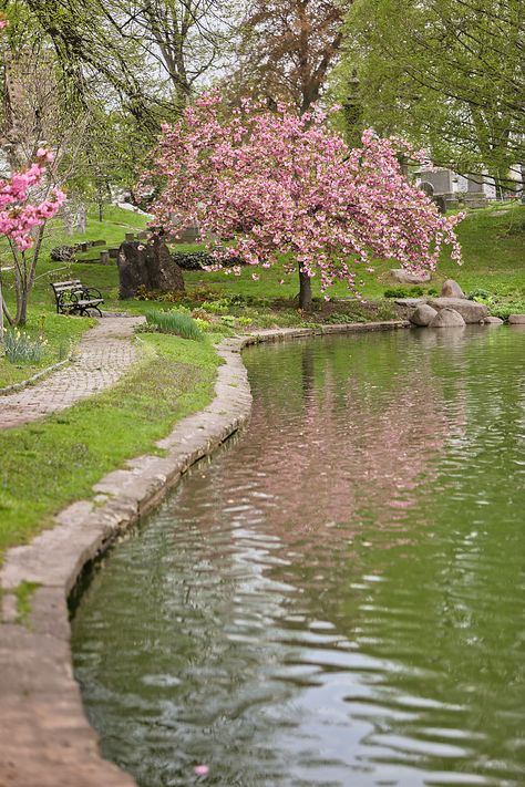 Garden Nails, Aesthetic Garden, Blossom Garden, Söt Katt, Cherry Blossom Festival, Garden Aesthetic, Decoration Garden, Spring Landscape, Pretty Landscapes