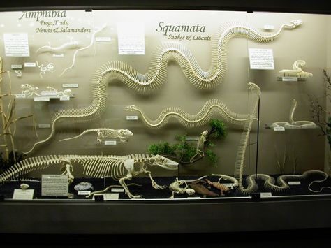 Reptile Skeleton, Reptile Exhibit, Skeleton Reference, Comparative Anatomy, Reptile Room, Museum Exhibition Design, Animal Skeletons, Vulture Culture, Architecture Model House