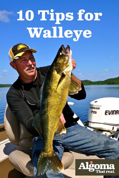 Walleye Rigs, Walleye Fishing Tips, Fishing In Canada, Fish Information, Crappie Fishing Tips, Fly Fishing Tips, Bass Fishing Tips, Walleye Fishing, Crappie Fishing