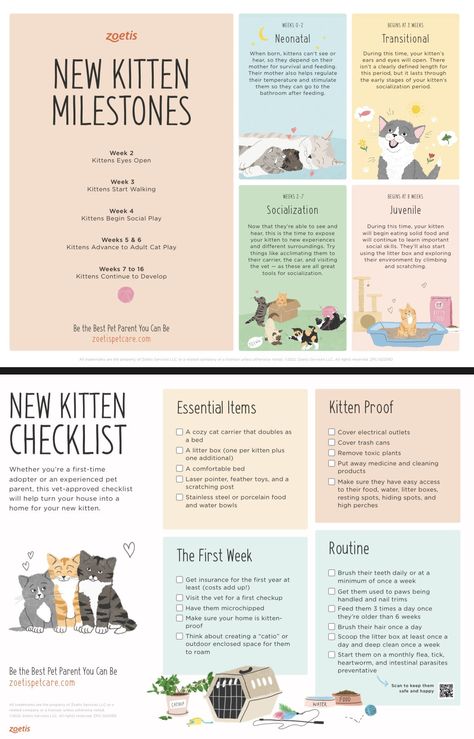 Raising A Kitten, Kitten Schedule, Kitten Training Tips, First Time Kitten Owner, First Cat Checklist, First Time Cat Owner Checklist, New Kitten Checklist, Kitten Necessities, New Cat Checklist