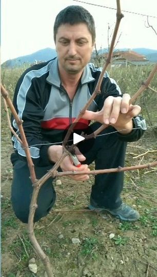 Grape Vine Pruning, Grape Vines, Vines, Twitter Image, Grapes, Audio