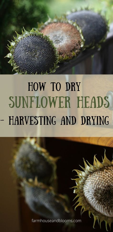 two pictures of sunflower heads drying How To Dry Out Sunflowers For Seeds, How To Dry Sunflower Seeds, How To Process Sunflower Seeds, Dried Sunflower Heads, How To Dry Sunflowers For Seeds, Drying Sunflowers For Seeds, How To Harvest Sunflower Seeds To Plant, How To Dry Sunflowers, Sunflower Head Recipe