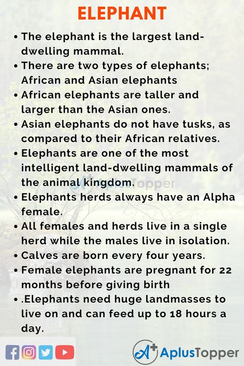 Essay on Elephant | Elephant Essay for Students and Children in English - A Plus Topper Elephant Facts For Kids, Fun Facts About Elephants, Facts About Elephants, Types Of Elephants, Elephant Information, Zoo Animals Preschool, Elephants For Kids, African Wildlife Photography, Easy Essay