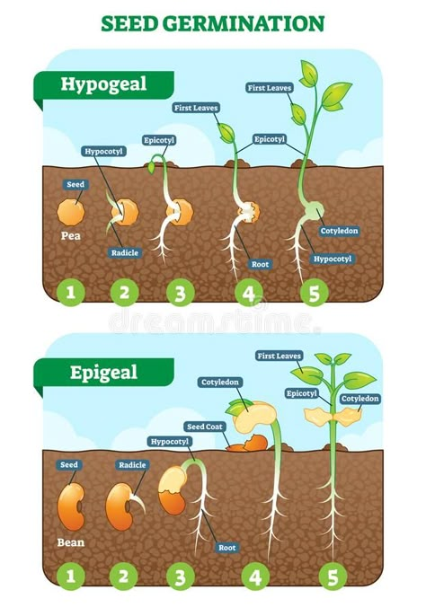 Horticulture Education, Plant Lessons, Biology Plants, Plant Biology, Biology Lessons, Plant Life Cycle, Teaching Biology, Agriculture Education, Biology Notes