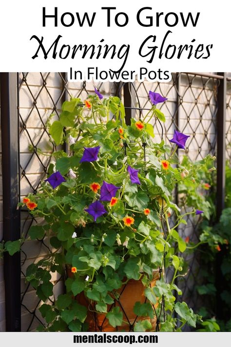 Morning Glory In Pots, Morning Glory Plant, Easy To Grow Flowers, Winter Sowing, Gardening Pots, Morning Glory Flowers, Container Gardening Flowers, Morning Glories, Gardening Flowers