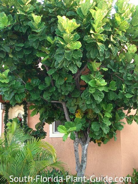 Young fiddle leaf fig by a house Fig Leaf Tree, Fiddle Tree, Fiddle Leaf Tree, Florida Landscaping, Florida Plants, Identify Plant, Fiddle Fig, Fiddle Leaf Fig Tree, Fig Leaves