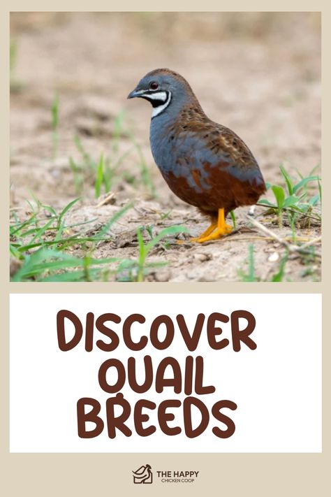 Discover the perfect quail breed with guidance from The Happy Chicken Coop. Their comprehensive manual will assist you in choosing the ideal quail species that aligns with your specific requirements and preferences. Whether you're a seasoned farmer or an aspiring quail enthusiast, this guide will provide invaluable insights for selecting the right breed to suit your unique situation. Choose wisely and enhance your quail-raising experience today! Quail Vs Chicken, Natural Quail Habitat, Quail Coop Ideas Diy, Quail Breeds, Quail Raising, Button Quail, Training Chickens, Quail Coop, Goat Health