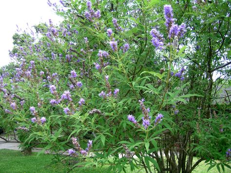 Chaste tree trimming is an important part of caring for the tree. Once you know when and how to prune chaste trees, you can keep them looking neat and blooming all summer. This article has more information. Vitex Tree, Agnus Castus, Chaste Tree, Low Water Gardening, Arizona Landscape, Backyard Designs, Tree Pruning, Garden Shrubs, Plant A Tree