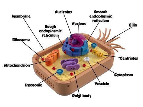 LEGO IDEAS - - Animal Cell Animal Cell Project, Cells Project, Lego Animals, Animal Cell, Lego Models, Lego Projects, Product Ideas, Lego Ideas, Activities For Kids