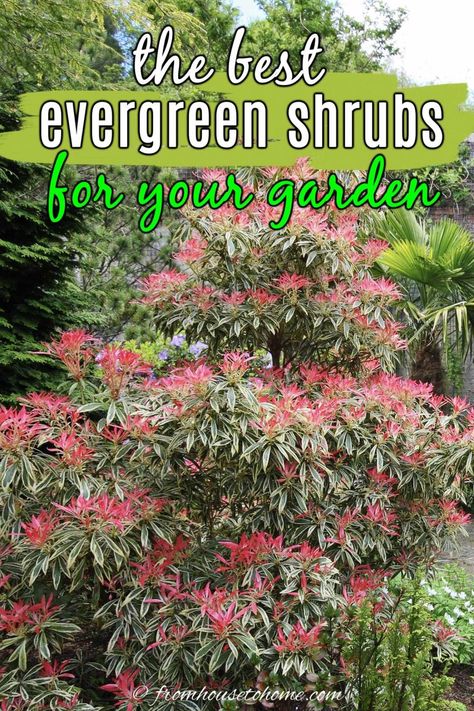 best evergreen shrubs for your garden Evergreen Shrubs For Shade, Shrubs For Shade, Foundation Plants, Evergreens For Shade, Shade Loving Shrubs, Shade Landscaping, Evergreen Bush, Backyard Ponds, Fast Growing Evergreens