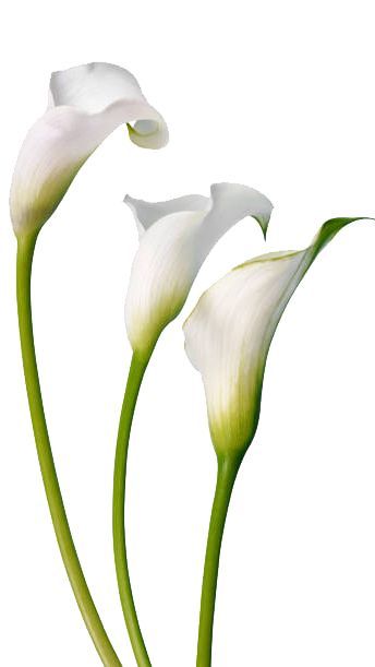 Callas Lily, Lily Images, Beautiful White Flowers, White Calla Lily, First Youtube Video Ideas, Acrylic Painting Flowers, Watercolor Projects, Calla Lilies, Calla Lily