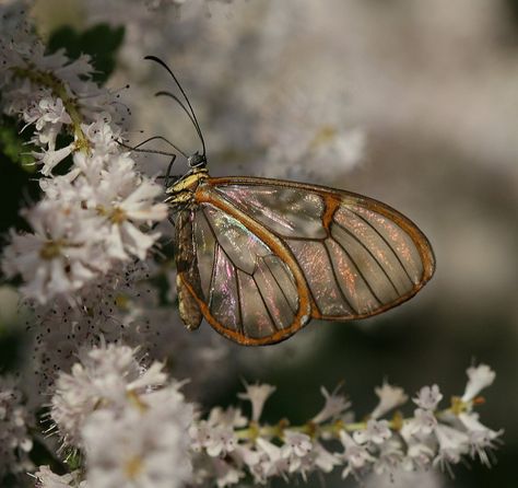 Greta Oto, Glasswing Butterfly, God's Heart, A Butterfly, Beautiful Butterflies, True Colors, Moth, Peace And Love, Bugs