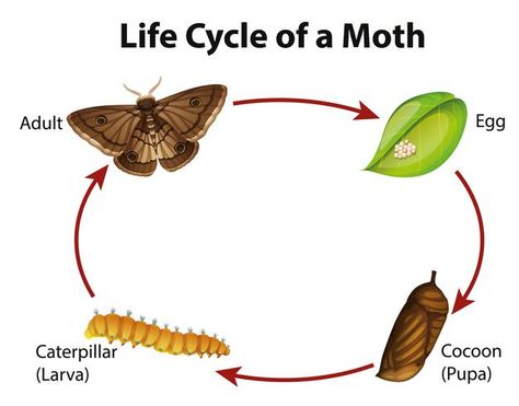 Diagram showing life cycle of moth | Free Vector #Freepik #freevector #education #nature #animals #cute Moth Life Cycle, Animal Life Cycles, Preschool Science, Life Cycle, Educational Activities, Life Cycles, Preschool Activities, Creative Work, Moth