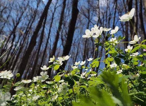 Michigan Spring, Michigan Gardening, Native Plant Landscape, Michigan Nature, Spring Wildflowers, Roller Coaster Ride, Old Cottage, Illuminated Letters, Native Garden