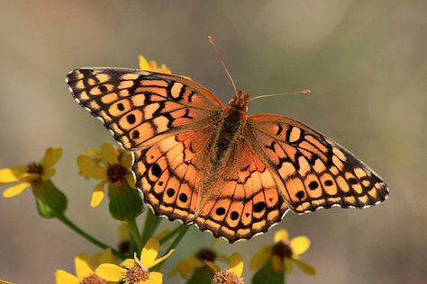 Fritillary Butterfly, Most Beautiful Butterfly, Castles Interior, Pale Orange, Tikal, Animal Species, Butterfly Flowers, South American, Black Spot