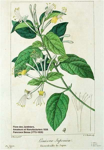 Lonicera Japonica, Jasmine Tattoo, Japanese Honeysuckle, Arabian Jasmine, Jasminum Sambac, Filipino Tattoos, Illustration Flower, Floral Tattoos, Wolves And Women