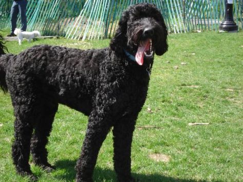 Black Goldendoodles: Top Facts to know about this Amazing Breed - Healthy Homemade Dog Treats Black Golden Doodle, Teddy Bear Doodle, Black Goldendoodle, Goldendoodle Black, Top Facts, Black Labradoodle, F1b Goldendoodle, Family Friendly Dogs, Black Teddy Bear