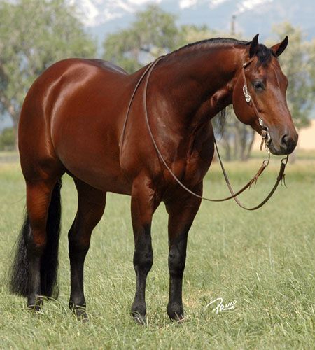 Country Bay Berry (Country Dun It x Great Red Berry) 1999 Bay AQHA Stallion LTE $40,681 Bay Quarter Horse, Aqha Stallion, Bay Stallion, Quarter Horse Stallion, Mare And Foal, Red Bay, Reining Horses, Bay Horse, Quarter Horses