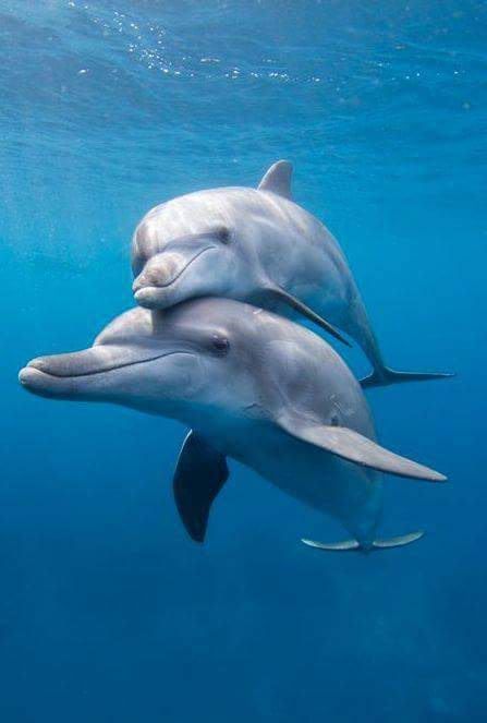 [Dolphins] "15 - 1 (12)" via Dalia Oderay Gonzales Dolphins Swimming, Dolphin Photos, Swimming In The Ocean, Beautiful Sea Creatures, Water Animals, Underwater Creatures, Marine Mammals, Narwhal, Marine Animals