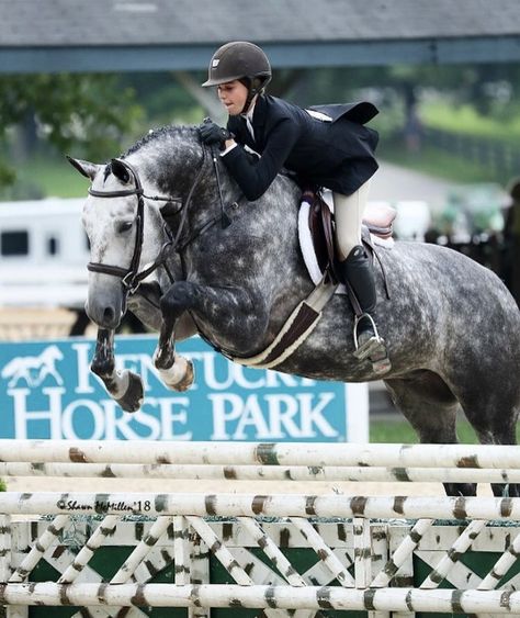 Hunter Jumper Aesthetic, Jumping Aesthetic, Dapple Grey Horses, Hunter Jumper Horses, Hunter Horse, Grey Horses, Horsey Life, Show Jumping Horses, Dream Horse Barns