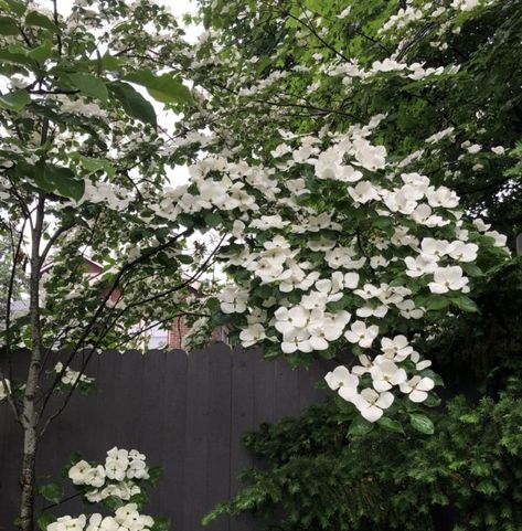 "Venus" dogwood | Deborah Silver & Co. Venus Dogwood, Kousa Dogwood, Spring Flowering Trees, Cornus Kousa, Deborah Silver, Dogwood Tree, Shade Garden Plants, Flowering Tree, Missouri Botanical Garden