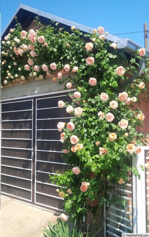 'Polka ' Rose Photo Rose Climbers Trellis, Roses On House, Rose Climbers, Balcony Herbs, Rose Fence, Iceberg Climbing Rose, Pruning Climbing Roses, Yellow Climbing Rose, Polka Rose