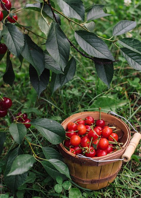 Sour Cherry Tree, Sour Cherries, Cherry Orchard, Sour Cherry, Fruit Plants, Small Farm, Garden Trees, Cherry Tree, Farm Life