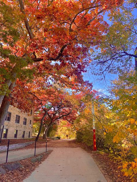 Wisconsin College Aesthetic, Fall In Wisconsin, Fall At College, University Fall Aesthetic, College Halloween Aesthetic, University Of Wisconsin Madison Aesthetic, Madison Season, Madison Wisconsin Aesthetic, Sunny Autumn Aesthetic