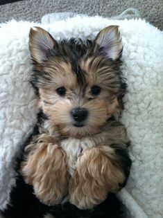 My morkie! #yorkshir My morkie! #yorkshireterrier Biewer Yorkshire, Puppy Things, Morkie Puppies, Yorkie Mix, Yorkshire Terrier Puppies, Rottweiler Puppies, Terrier Puppies, Yorkie Puppy, Pitbull Puppies