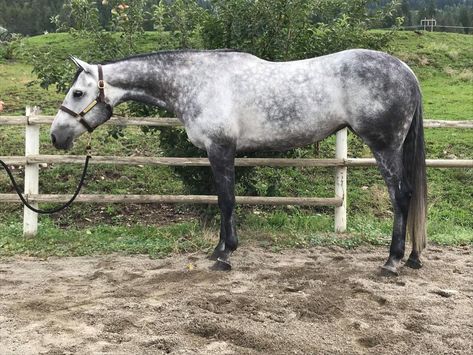 BIA - 2012 AQHA (APPENDIX) GREY MARE FOR SALE IN BC: 2012 HUS grey mare. Easy to get along with. Will be started over fences next week. Lightly started in showmanship, and over rails. Stands 16.1 hh. Located in BC Canada. Serious inquires only... Dapple Grey Horses, All Horse Breeds, Royal Animals, Horse Inspiration, Show Horse, American Quarter Horse, Grey Horse, Horses And Dogs, Horse Crazy