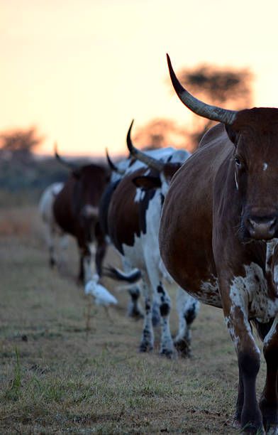 Nguni Cows Photography, Nguni Cattle Photography, Cattle Aesthetic, Cattle Wallpaper, Cattle Photography, Agriculture Pictures, Livestock Photography, Nguni Cows, Nguni Cattle