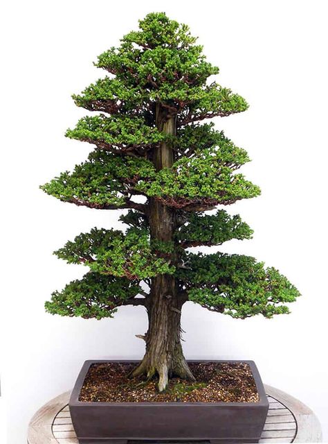 Cedar Bonsai, Japanese Cedar, Orchid Seeds, Bonsai Tree Types, Bonsai Tree Care, Indoor Bonsai Tree, Bonsai Seeds, Japanese Bonsai, Indoor Bonsai