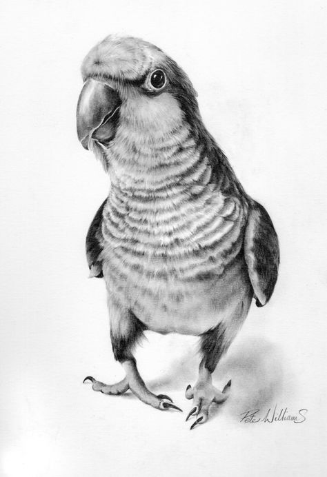 Bird Pencil Drawing, Realistic Animal Drawings, Parrot Drawing, Pencil Drawings Of Animals, Pencil Drawing Tutorials, Parrots Art, Realistic Pencil Drawings, Pencil Drawings Easy, Charcoal Art