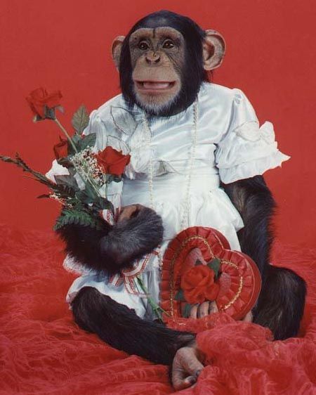 NON-WORKINGMONKEY: I give you my love You My Love, My Love, Funny, Flowers