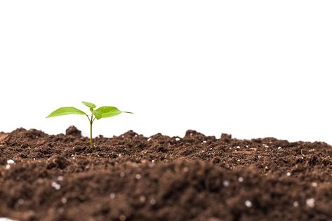 Free photo young plant isolated on white | Free Photo #Freepik #freephoto #soil #soil-background #leaf #nature-leaf Soil Background, Compost Soil, Rust Remover, Cash Crop, Organic Mulch, Crop Rotation, Plant Diseases, Sustainable Farming, Soil Health