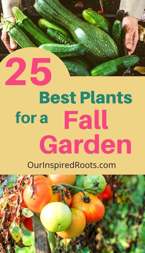 Best Fall Garden Plants, Planting Fall Vegetables, When To Plant Fall Vegetables, Plants For Fall Garden, Plants To Grow In The Fall, Arizona Fall Garden, Fall Garden Vegetables Florida, Oklahoma Fall Garden, Fall Garden Zone 7b