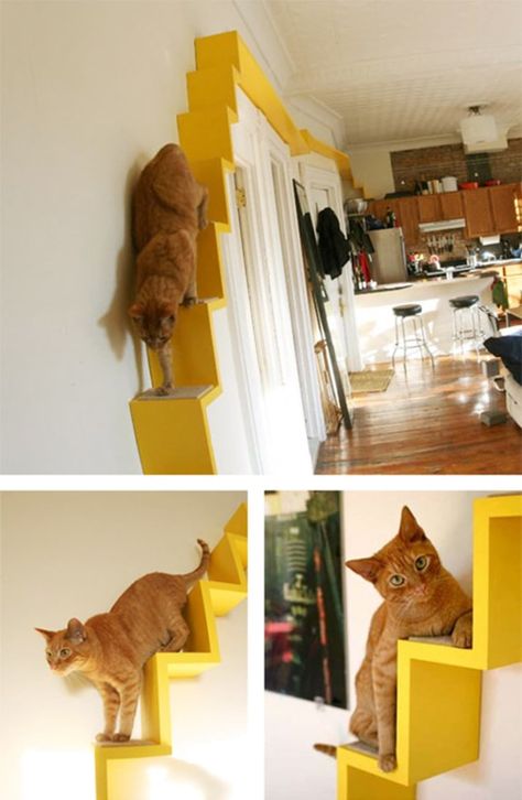 5 DIY Project The Most Extreme Cat Lovers Should Try | Apartment Therapy Cats Apartment, Cat Room Diy, Diy Cat Shelves, Diy Climbing Wall, Cat Apartment, Cat Playground Outdoor, Cat Climbing Wall, Cat Houses Indoor, Cat Wall Shelves