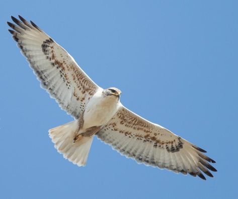 Light morph Ferruginous Hawk (Buteo regalis), a large broad-winged raptor of open grasslands, prairie and shrub steppe. It is similar to the closely related rough-legged hawk (B. lagopus). The largest of the North American Buteos it is often mistaken for an eagle. (Brian Sullivan) Hawk Photos, White Hawk, Raptors Bird, Flight Feathers, Ground Squirrel, Red Tailed Hawk, Prairie Dog, Chris Wood, Life Form