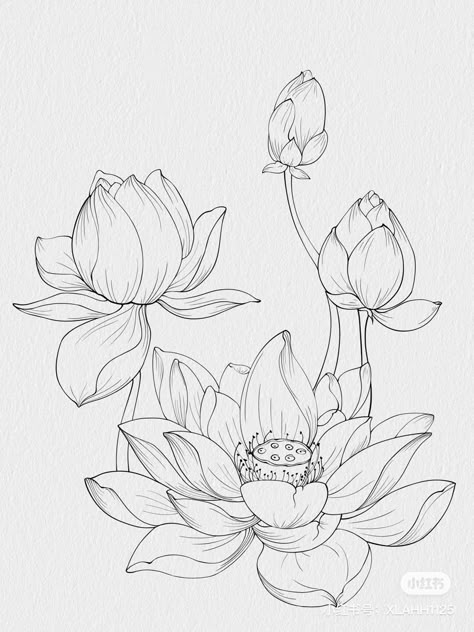 White Lotus Flower Drawing, Lotus Flowers Sketch, Bauhinia Flower Drawing, Flower Women Drawing, Lotus Pattern Design, Lotus Sketch Drawing, Lotus Art Design, How To Draw Lotus Flower, Lotus Flower Drawing Design