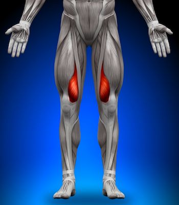 The vastus medialis is a muscle located in our inner thigh just above the knee.... Vastus Medialis Exercises, Vastus Medialis, Quad Muscles, Inner Thigh Muscle, Knee Strengthening Exercises, How To Strengthen Knees, Quad Exercises, Thigh Muscles, Knee Exercises