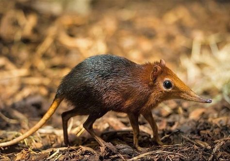 Home / Twitter Animal Infographic, Elephant Shrew, Animal Reference, Drawing Animals, Animal Study, Animal References, Interesting Animals, Animal Bones, Unusual Animals