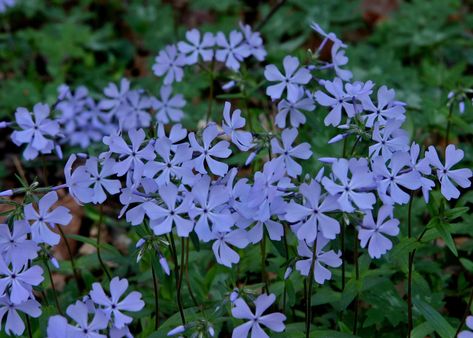 Cockle Shells, Phlox Flowers, Container Planting, Gardens Of Babylon, Woodland Plants, Woodland Flowers, Sweet Fragrance, Wildflower Garden, How To Attract Hummingbirds