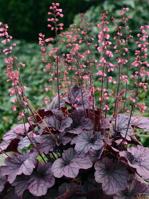 Coral Bells Heuchera, Companion Gardening, Growing Tomatoes In Containers, Coral Bells, Border Plants, Herbaceous Perennials, Growing Tomatoes, Plant Combinations, Deciduous Trees